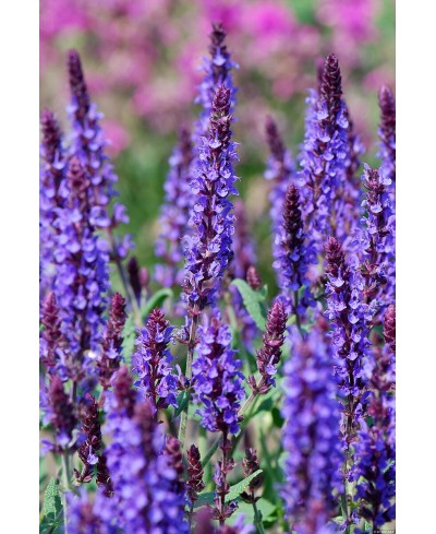 Szałwia omszona 'Blue Field' Salvia nemorosa