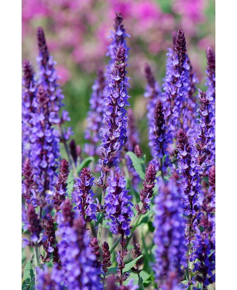 Szałwia omszona 'Blue Field' Salvia nemorosa