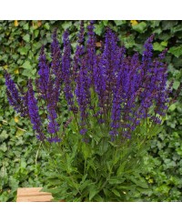 Szałwia Night Field – szałwia o ciemnych kwiatach | Lavender-byliny.pl