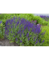 Szałwia omszona 'Night Field' Salvia nemorosa