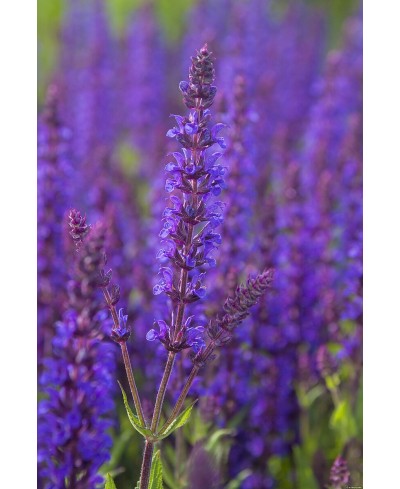 Szałwia omszona 'Night Field' Salvia nemorosa