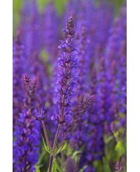 Szałwia omszona 'Night Field' Salvia nemorosa
