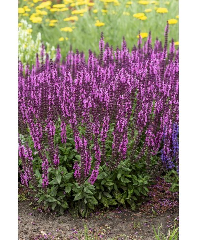 Szałwia 'Sensation Deep Rose' – Głęboki Róż i Gęste Kłosy | Lavender-Byliny