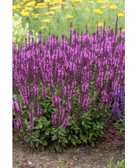 Szałwia 'Sensation Deep Rose' – Głęboki Róż i Gęste Kłosy | Lavender-Byliny