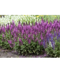 Szałwia omszona 'Sensation Deep Rose' Salvia nemorosa