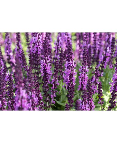 Szałwia omszona 'Sensation Deep Rose' Salvia nemorosa
