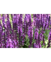 Szałwia omszona 'Sensation Deep Rose' Salvia nemorosa