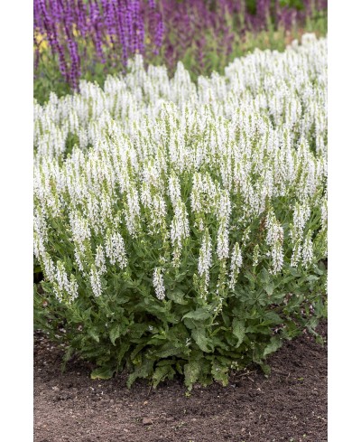 Szałwia omszona 'Alba' Salvia nemorosa