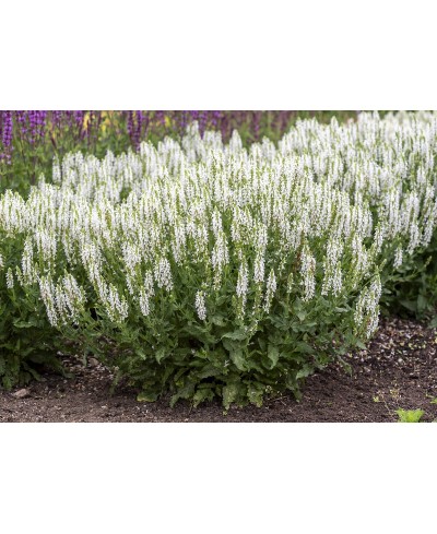 Szałwia omszona 'Alba' Salvia nemorosa