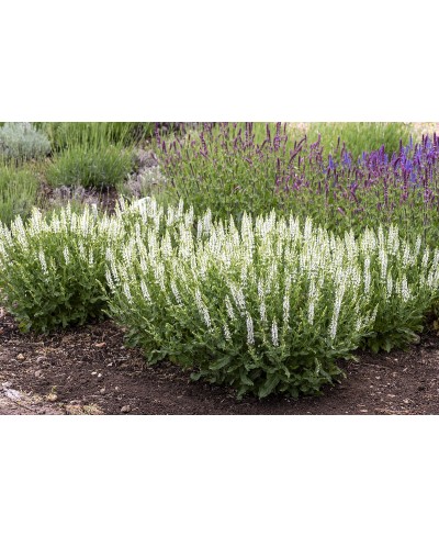 Szałwia Alba – biała odmiana szałwii | Lavender-byliny.pl