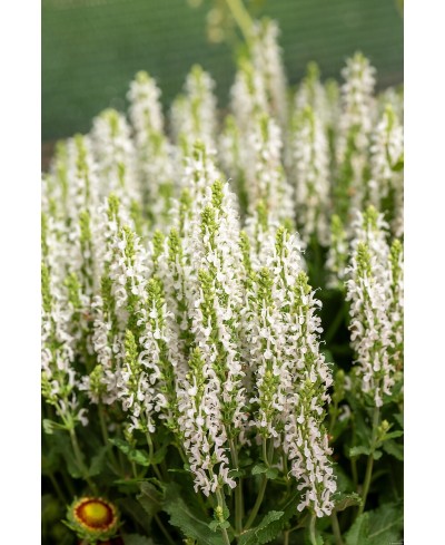 Szałwia omszona 'Alba' Salvia nemorosa