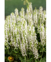 Szałwia omszona 'Alba' Salvia nemorosa