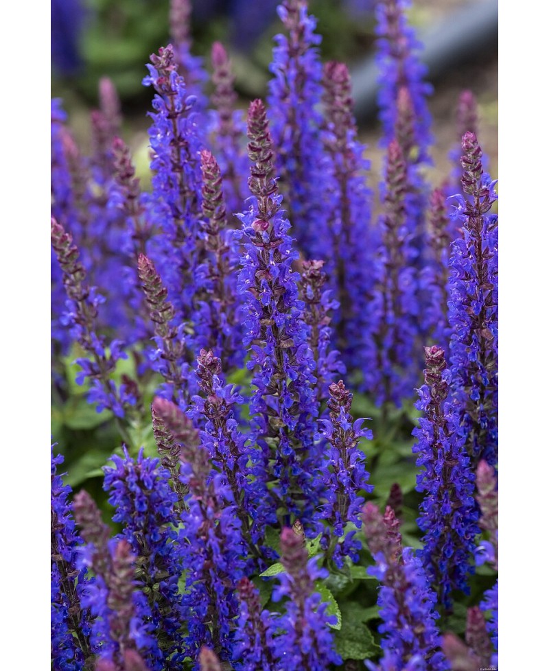 Szałwia omszona 'Blue Bouquetta' Salvia nemorosa