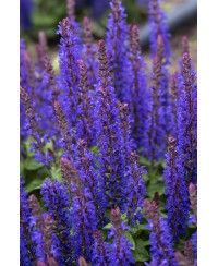 Szałwia omszona 'Blue Bouquetta' Salvia nemorosa