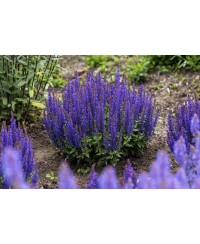 Szałwia omszona 'Blue Bouquetta' Salvia nemorosa