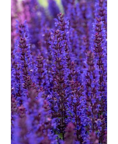 Szałwia omszona 'Noche' Salvia nemorosa