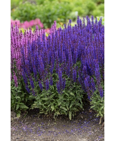 Szałwia omszona 'Noche' Salvia nemorosa