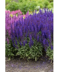 Szałwia omszona 'Noche' Salvia nemorosa