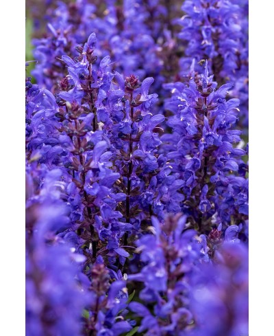 Szałwia omszona 'Noble Knight Salvia nemorosa
