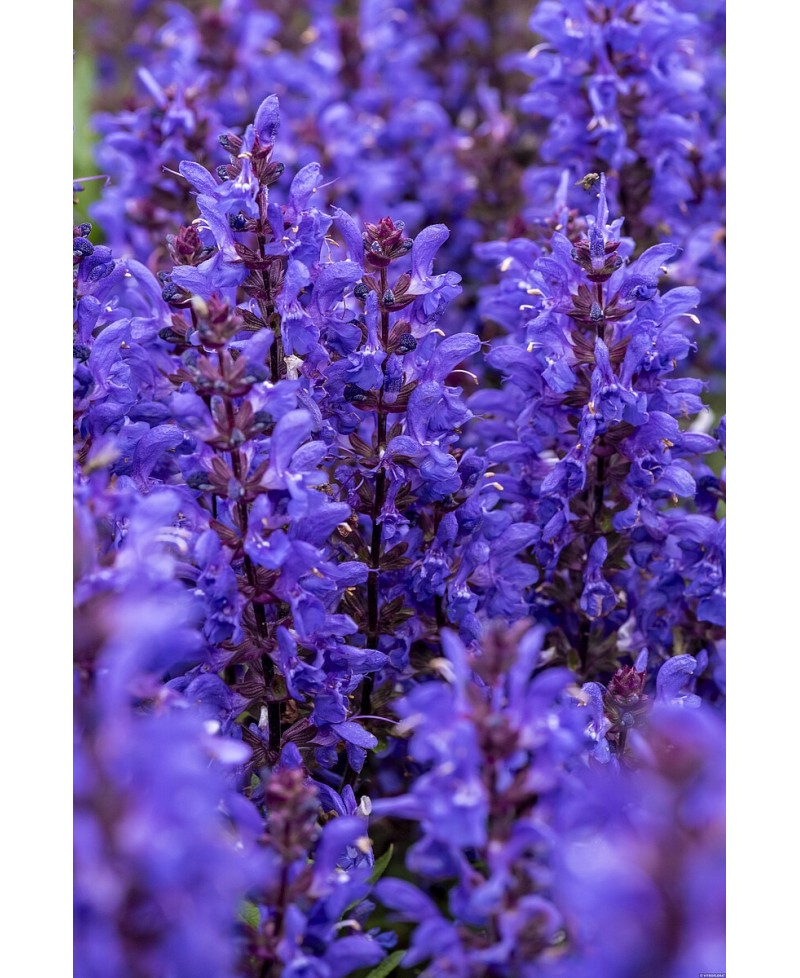 Szałwia omszona 'Noble Knight Salvia nemorosa