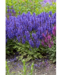 Szałwia omszona 'Noble Knight Salvia nemorosa