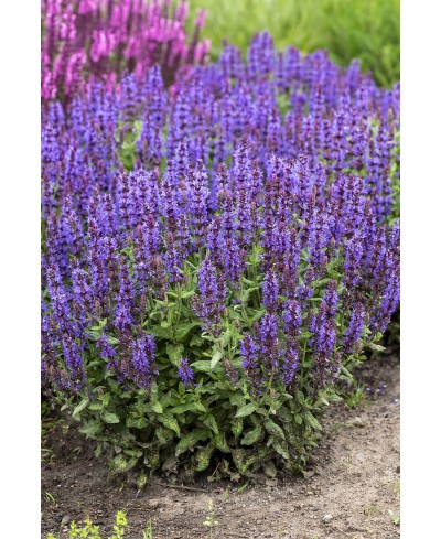 Szałwia omszona 'Sensation Deep Blue' Salvia nemorosa
