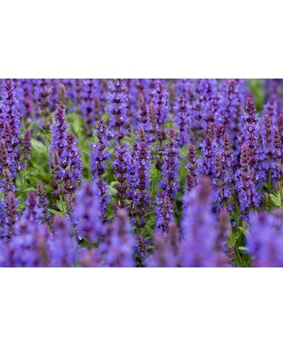 Szałwia omszona 'Sensation Deep Blue' Salvia nemorosa