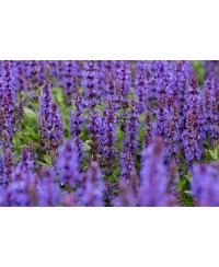 Szałwia omszona 'Sensation Deep Blue' Salvia nemorosa
