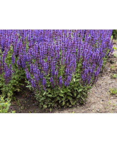 Szałwia omszona 'Sensation Deep Blue' Salvia nemorosa