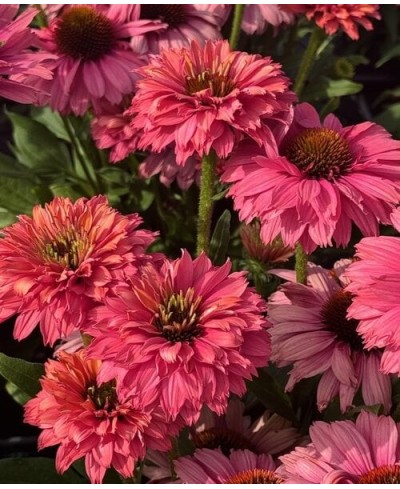 Jeżówka SunSeekers Pink Grapefruit Echinacea