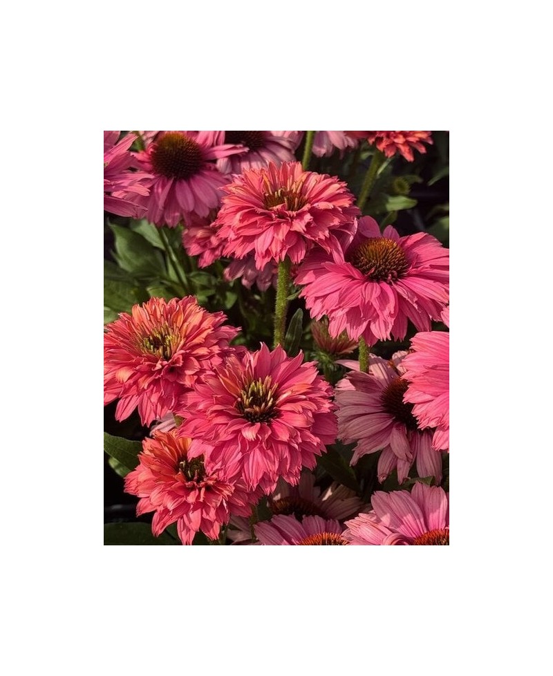 Jeżówka SunSeekers Pink Grapefruit Echinacea