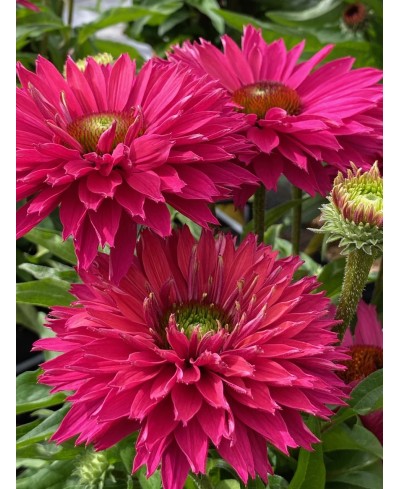 Jeżówka SunSeekers 'Sweet Fuchsia' Echinacea