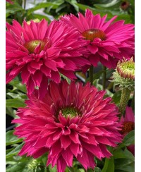 Jeżówka SunSeekers 'Sweet Fuchsia' Echinacea