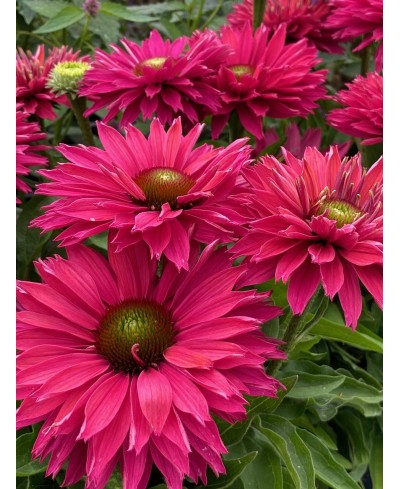 Jeżówka SunSeekers 'Sweet Fuchsia' Echinacea