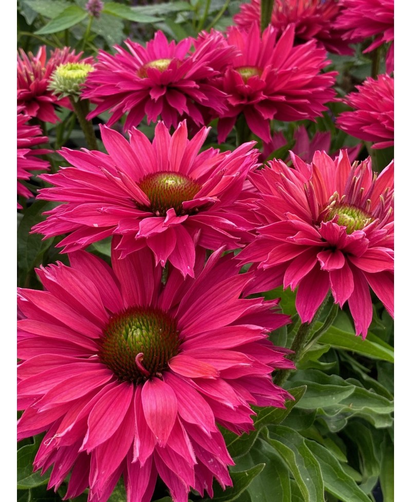 Jeżówka SunSeekers 'Sweet Fuchsia' Echinacea
