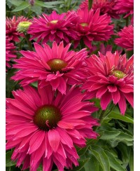 Jeżówka SunSeekers 'Sweet Fuchsia' Echinacea