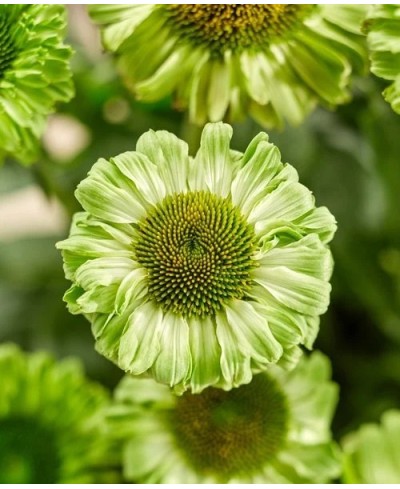 Jeżówka SunSeekers 'Apple Green' Echinacea