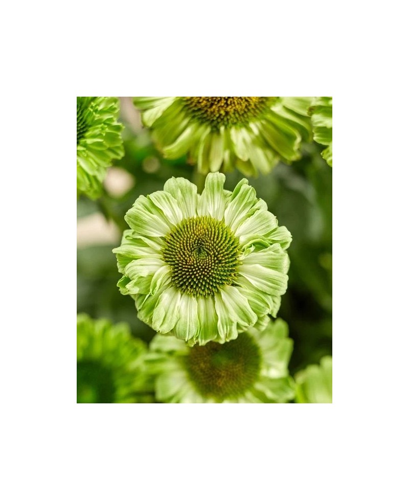 Jeżówka SunSeekers 'Apple Green' Echinacea