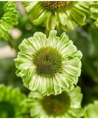 Jeżówka SunSeekers 'Apple Green' Echinacea