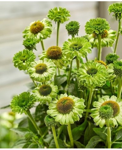 Jeżówka SunSeekers 'Apple Green' Echinacea