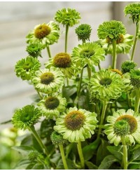 Jeżówka SunSeekers 'Apple Green' Echinacea