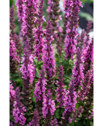 Szałwia omszona 'Szałwia Pink Paradise' Salvia nemorosa