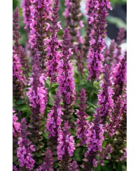 Szałwia omszona 'Szałwia Pink Paradise' Salvia nemorosa