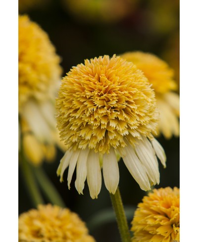 Jeżówka 'LEMON DROP' Echinacea