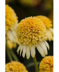 Jeżówka 'LEMON DROP' Echinacea