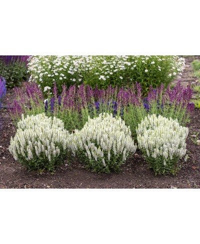 Szałwia omszona 'Sensation White' Salvia nemorosa
