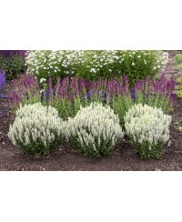Szałwia omszona 'Sensation White' Salvia nemorosa