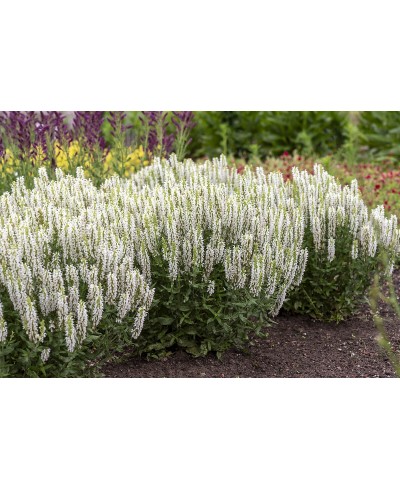 Szałwia omszona 'Sensation White' Salvia nemorosa