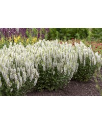 Szałwia omszona 'Sensation White' Salvia nemorosa