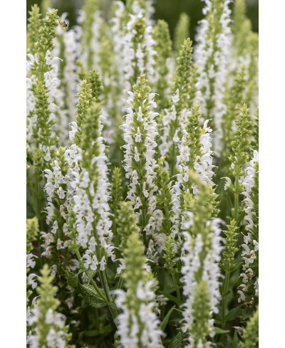 Szałwia 'Sensation White' – Śnieżna Biel w Ogrodzie | Lavender-Byliny